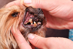 Troy Mills Dog Dentist