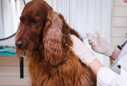 Dog Vaccinations in Buchanan