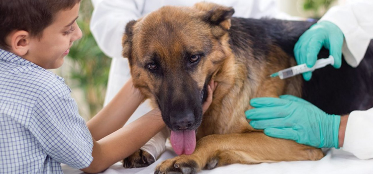 dog vaccination clinic in Wheatland