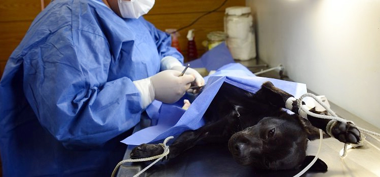 Evansville animal hospital veterinary operation