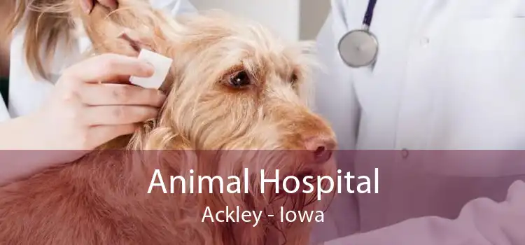 Animal Hospital Ackley - Iowa