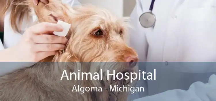 Animal Hospital Algoma - Michigan