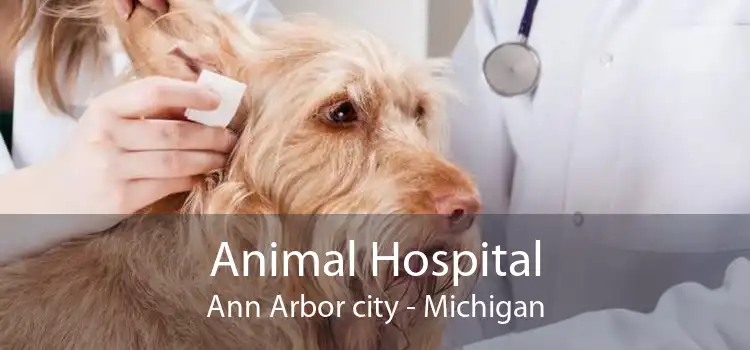 Animal Hospital Ann Arbor city - Michigan