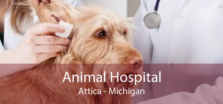 Animal Hospital Attica - Michigan