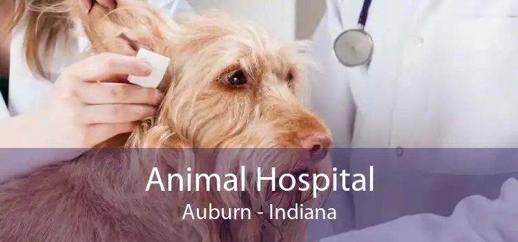 Animal Hospital Auburn - Indiana