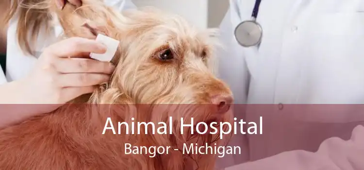 Animal Hospital Bangor - Michigan