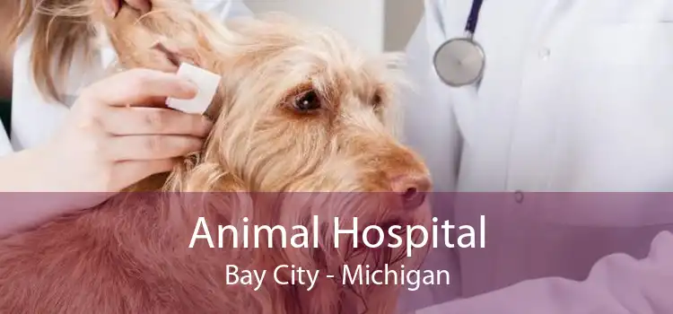 Animal Hospital Bay City - Michigan