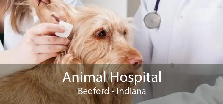 Animal Hospital Bedford - Indiana