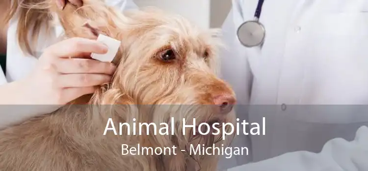 Animal Hospital Belmont - Michigan