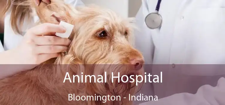 Animal Hospital Bloomington - Indiana