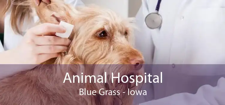 Animal Hospital Blue Grass - Iowa