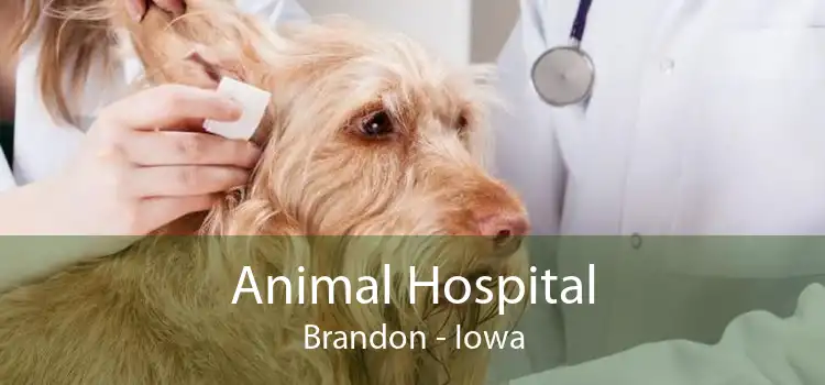 Animal Hospital Brandon - Iowa