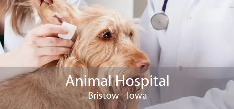 Animal Hospital Bristow - Iowa