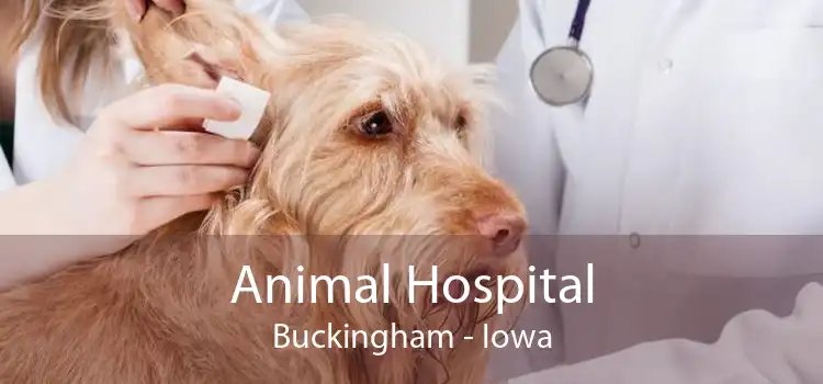 Animal Hospital Buckingham - Iowa