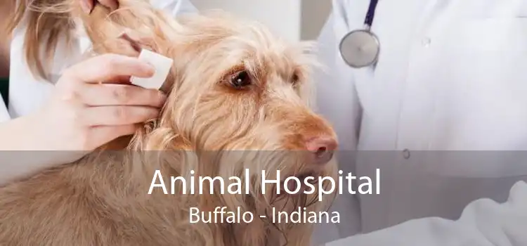 Animal Hospital Buffalo - Indiana