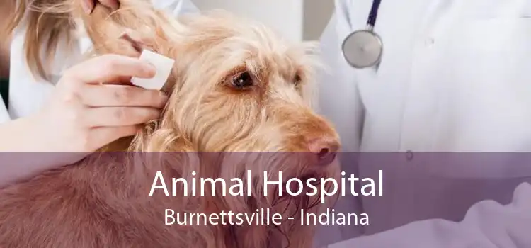 Animal Hospital Burnettsville - Indiana