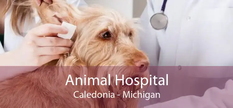 Animal Hospital Caledonia - Michigan