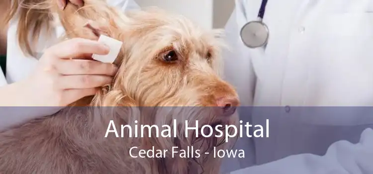 Animal Hospital Cedar Falls - Iowa