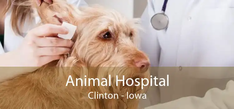 Animal Hospital Clinton - Iowa