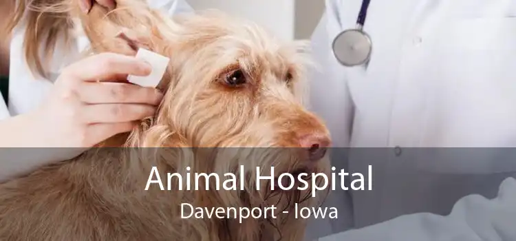 Animal Hospital Davenport - Iowa