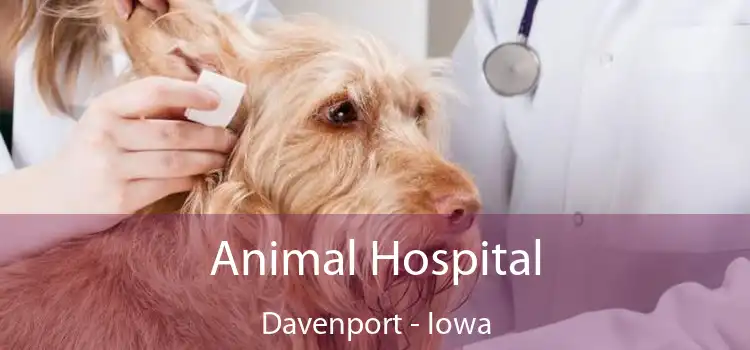 Animal Hospital Davenport - Iowa