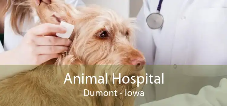 Animal Hospital Dumont - Iowa