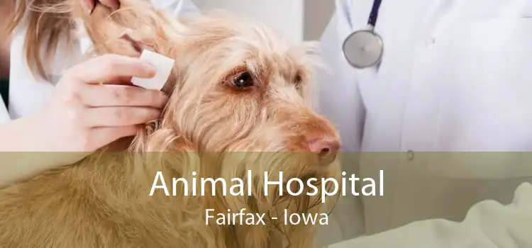 Animal Hospital Fairfax - Iowa