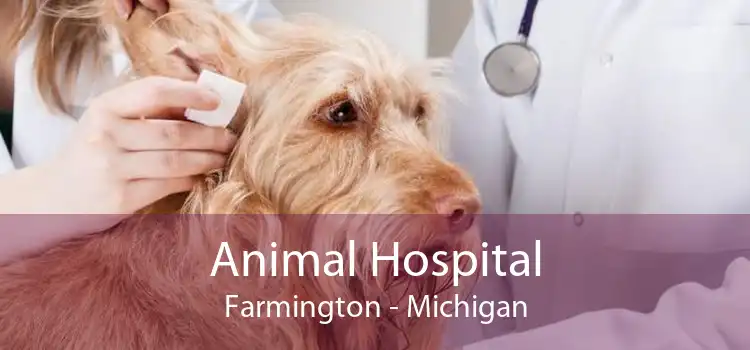 Animal Hospital Farmington - Michigan