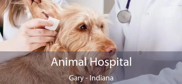 Animal Hospital Gary - Indiana