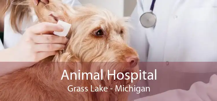 Animal Hospital Grass Lake - Michigan