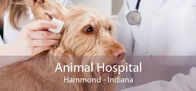 Animal Hospital Hammond - Indiana