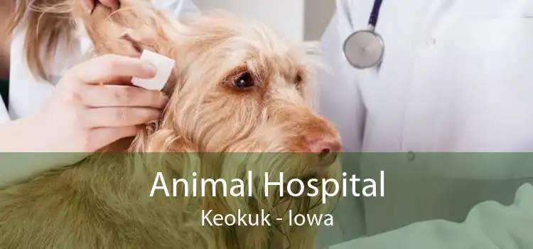 Animal Hospital Keokuk - Iowa