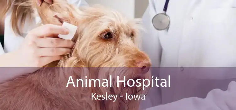 Animal Hospital Kesley - Iowa