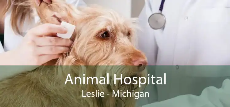 Animal Hospital Leslie - Michigan