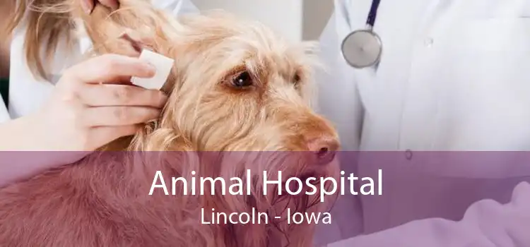 Animal Hospital Lincoln - Iowa