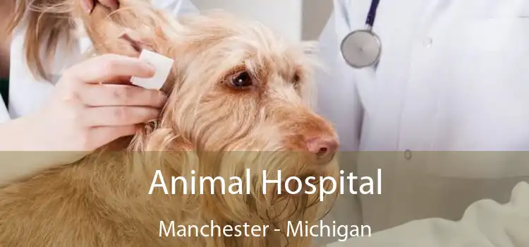 Animal Hospital Manchester - Michigan