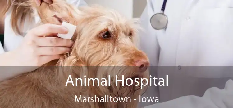 Animal Hospital Marshalltown - Iowa