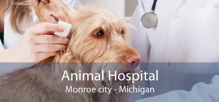 Animal Hospital Monroe city - Michigan