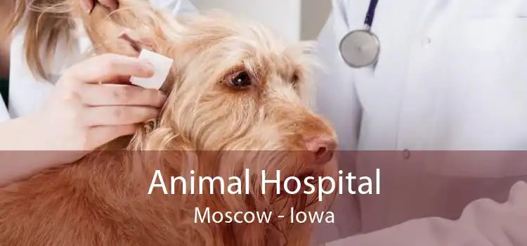 Animal Hospital Moscow - Iowa