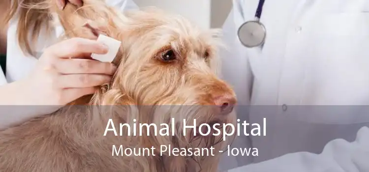 Animal Hospital Mount Pleasant - Iowa