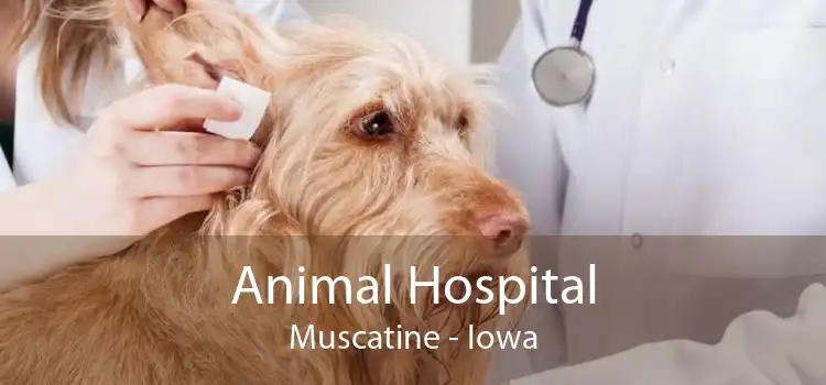 Animal Hospital Muscatine - Iowa