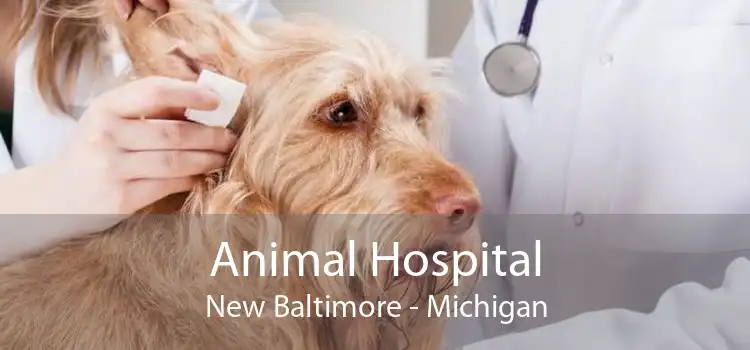 Animal Hospital New Baltimore - Michigan