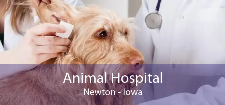 Animal Hospital Newton - Iowa