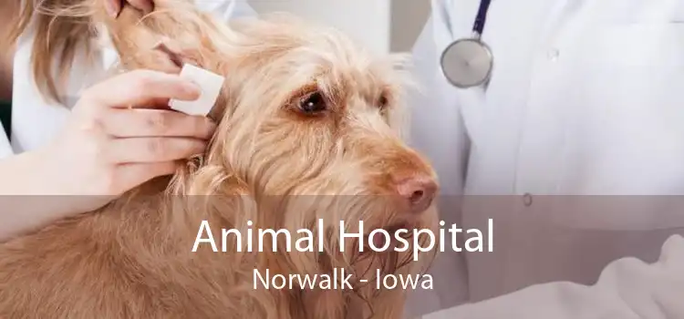 Animal Hospital Norwalk - Iowa