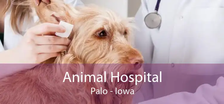 Animal Hospital Palo - Iowa