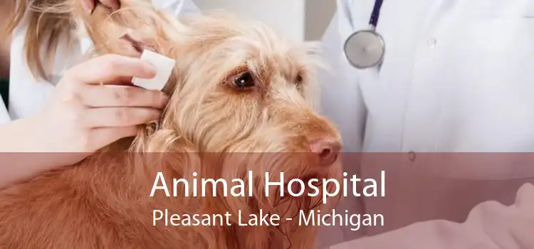 Animal Hospital Pleasant Lake - Michigan