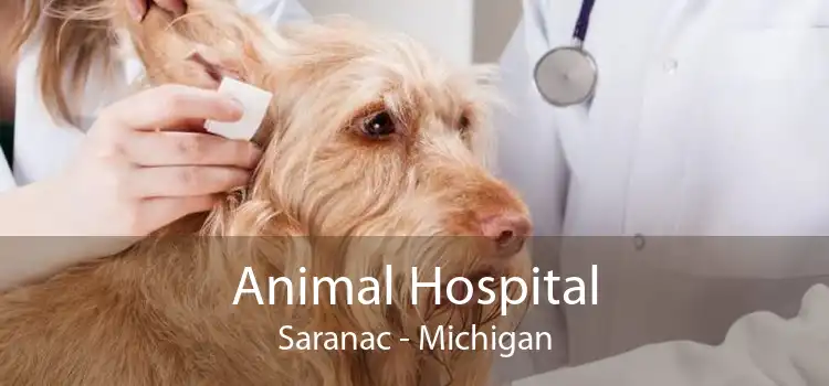 Animal Hospital Saranac - Michigan