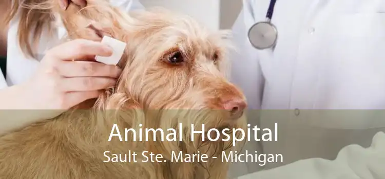 Animal Hospital Sault Ste. Marie - Michigan