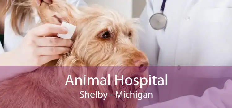 Animal Hospital Shelby - Michigan