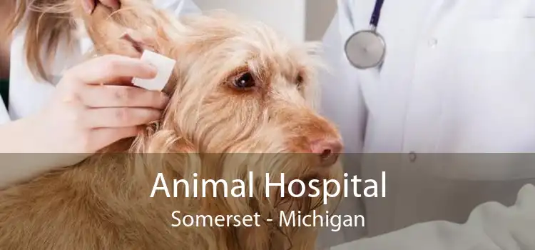 Animal Hospital Somerset - Michigan